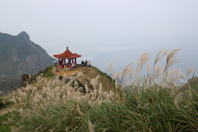 茶壺山芒草